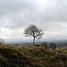 A lonely tree on the skyline