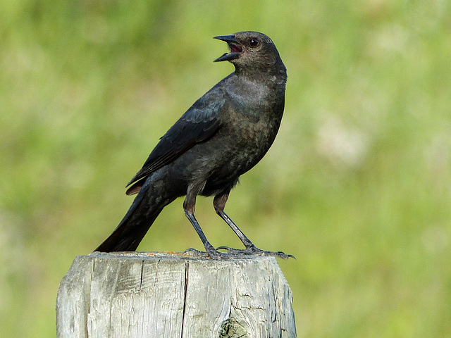 Brewer's Blackbird female