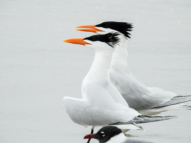 Day 4, Royal Terns, Mustang Island, Texas