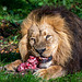 Iblis the lion at Chester Zoo