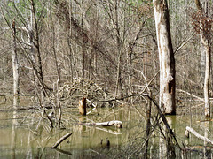 Beaver pond