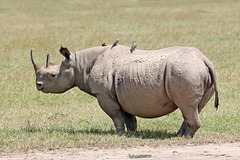 White rhinoceros with oxpeckers