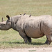 White rhinoceros with oxpeckers