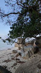 Ruine et feuillage de plage / Beach foliage and ruin