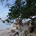 Ruine et feuillage de plage / Beach foliage and ruin