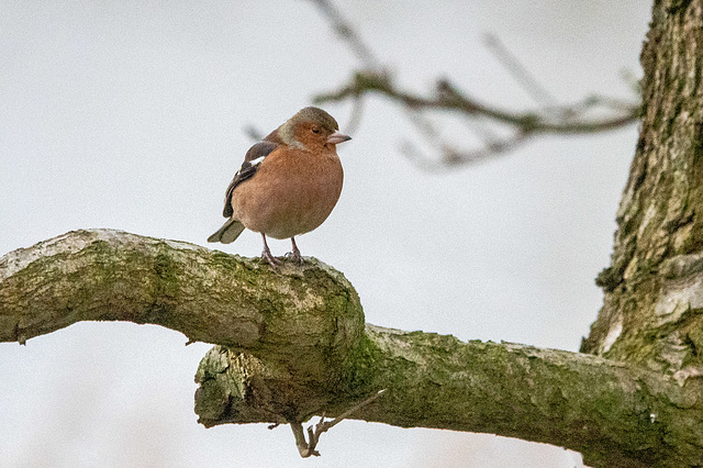 Chaffinch