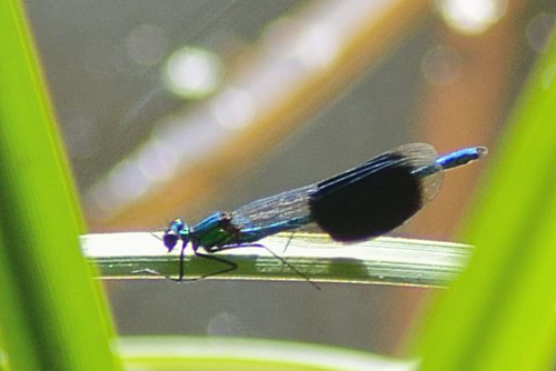 Banded Demoiselle (Calopteryx splendens) 2