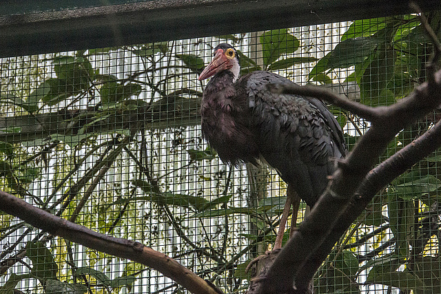 20140926 5452VRAw [D~SFA] Vogelpark, Walsrode