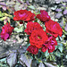 Floribunda Rose "Europeana" – Botanical Garden, Montréal, Québec