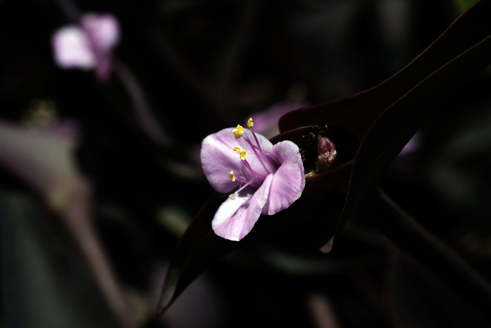 Madeira Funchal May 2016 Xpro2 Fujinon 60mm Gardens 11