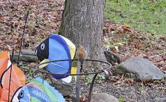 Red Squirrel