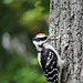 Hairy Woodpecker