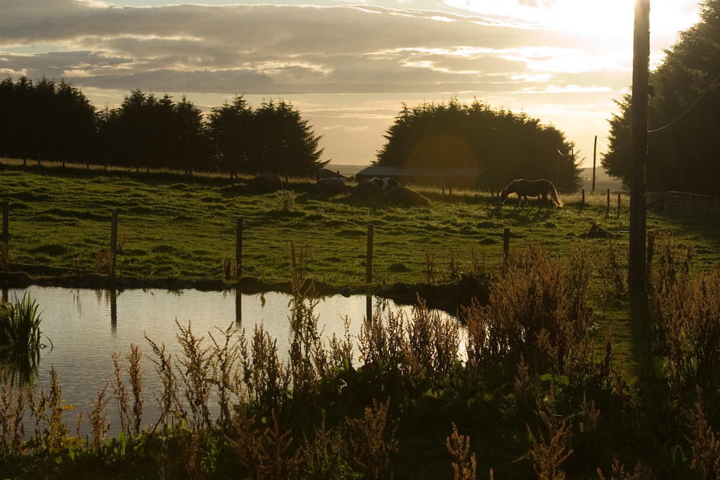 Sunset over pond