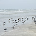Day 4, Laughing Gulls & Willets, Mustang Island