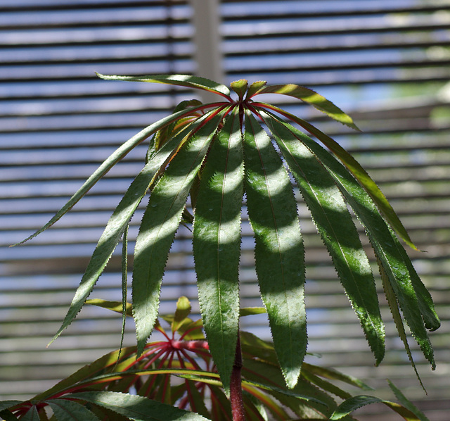 Begonia luxurians