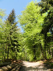 Mai-Wald