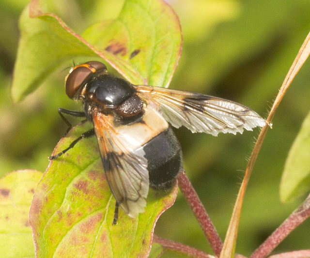 IMG 0707 Volucella pellucens-4