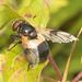 IMG 0707 Volucella pellucens-4