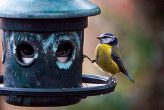 Blue tit