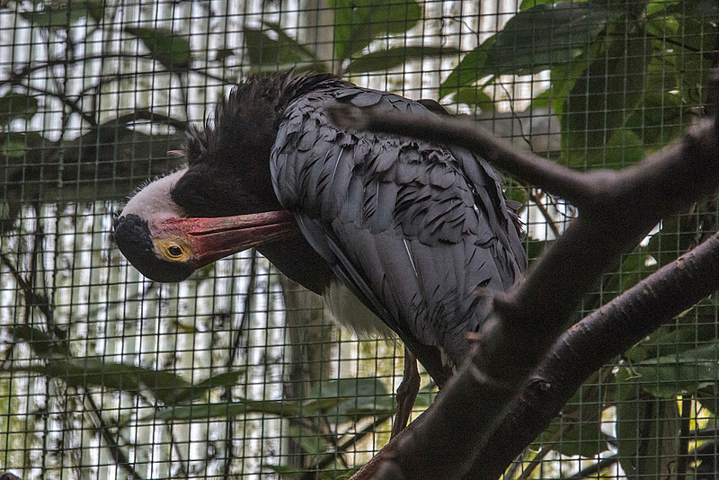 20140926 5453VRAw [D~SFA] Vogelpark, Walsrode