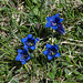 Gentiana clusii, Clusius' Enzian - 2015-06-26--D4_DSC3130