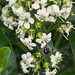 Four spot ladybird on a pyracantha