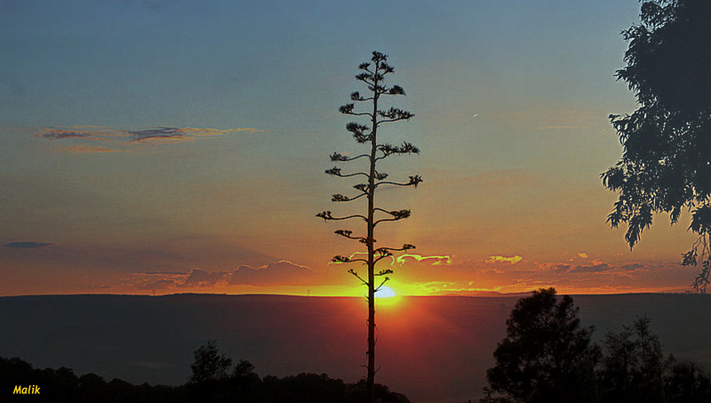 Fleur d'agave au Couchant