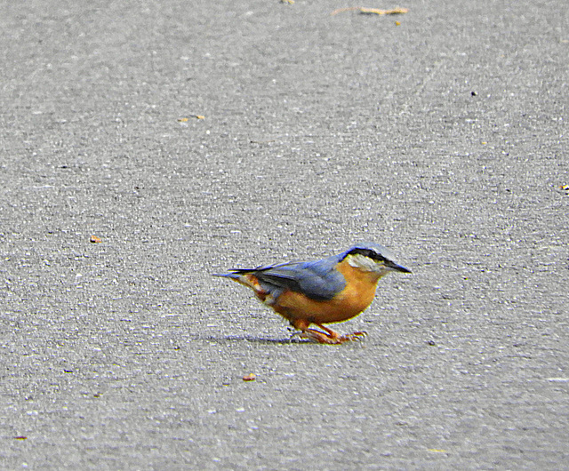 Sita Europaea    (boomklever--Torchepot)