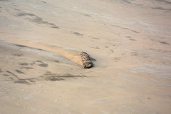 Namibia, The Wreck of the Ship Edward Bohlen in the Namib Desert Sands