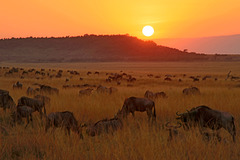 Sunset in the Mara (Explored)