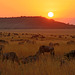 Sunset in the Mara (Explored)