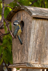 Blue tit