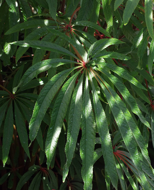 Begonia luxurians