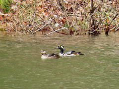 Hooded mergansers - Lophodytes cucullatus