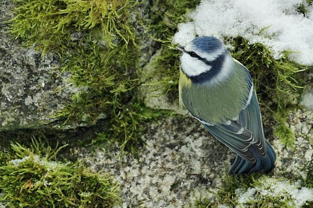 Like a bird on a wall