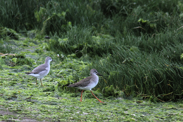 phalarope wilson et Chevalier  gambette