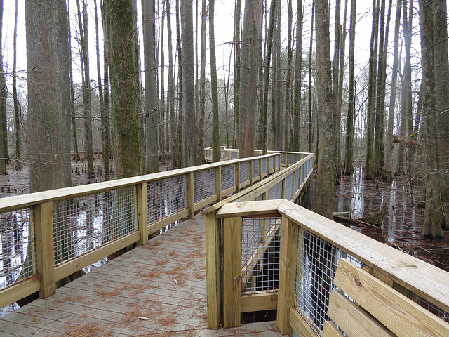 Boardwalk through bald-cypress swamp