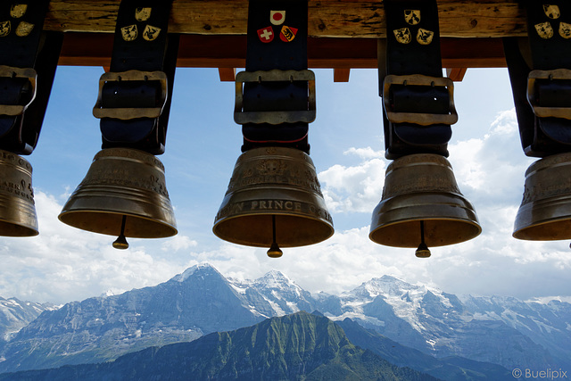 Schynige Platte - schweizerischer geht's kaum ... (© Buelipix)