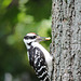 Hairy Woodpecker