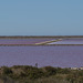 Incroyable beauté des salins en cette saison