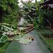 Storm in the night blew the banana trees down!