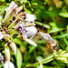 Taubenschwänzchen (Macroglossum stellatarum)