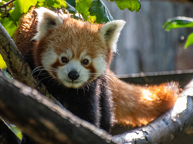 Red panda