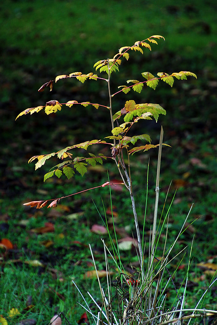 L'automne à notre porte , avec cet arbuste qui veut s'illustrer avant les autres . .