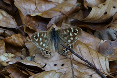 Waldbrettspiel am Mühlenberg