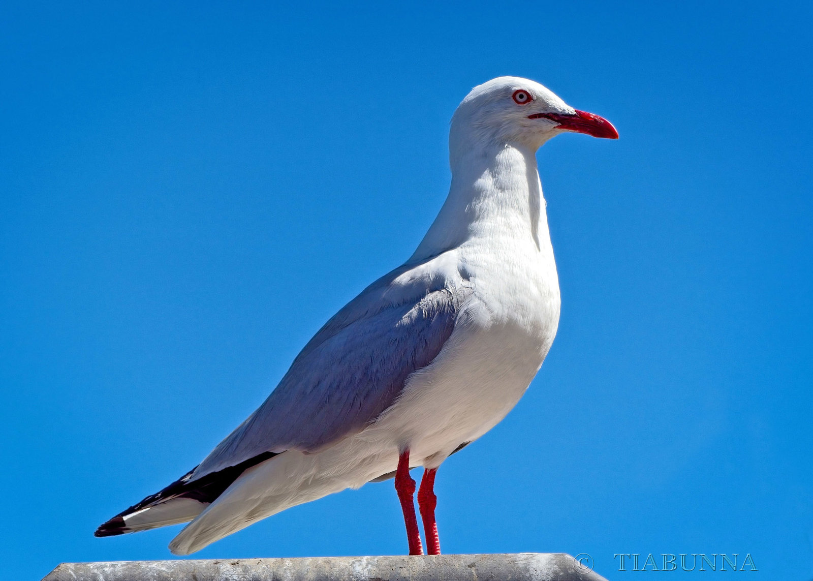 Silver Gull