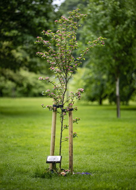 Memorial Tree