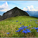 Gentian high above Neustift