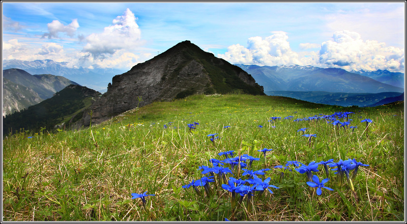 Gentian high above Neustift