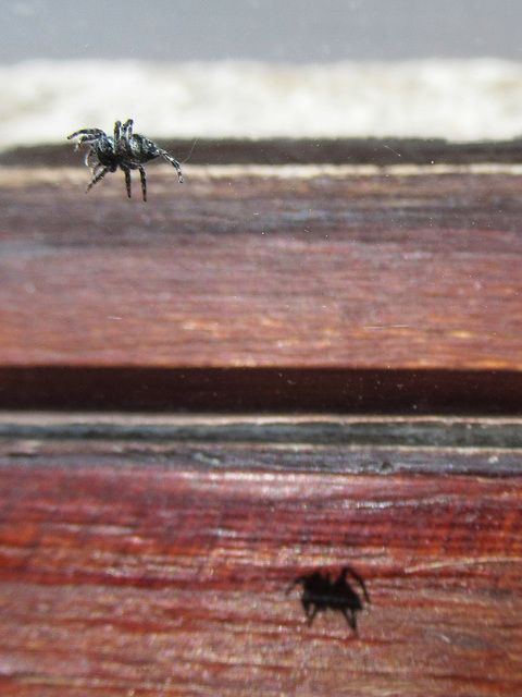 die Spinne und ihr Schatten